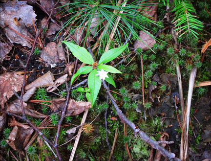 Adirondack Wildflowers:  Starflower (Trientalis borealis) in bloom at the Paul Smiths VIC (23 May 2012)